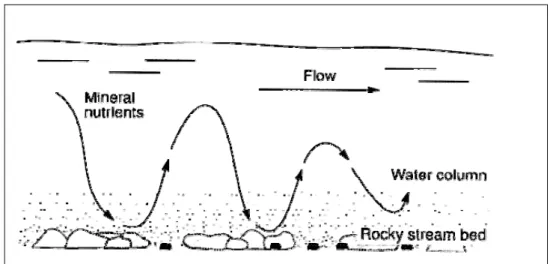 Figura 1.4 - Spiralizzazione dei nutrienti nel tratto superiore di un fiume (da Atlas e Bartha, 1998)