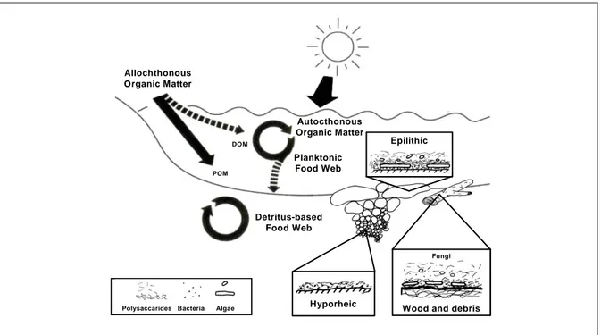 Figura 1.6 -Rappresentazione schematica del ciclo della materia organica nei fiumi (Howarth, 1996)