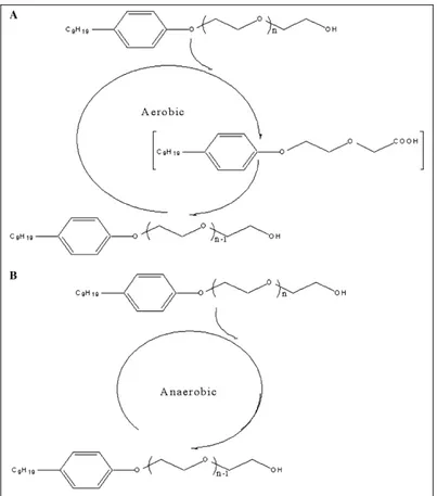 Figura 1.9 - Esempio di degradazione del noninfenolo etossilato in condizioni aerobiche (a) ed anaerobiche  (b) (Lu et al., 2009)