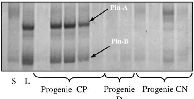Figura 9:. Risultati delle analisi PCR su plantule F5 derivate dall’incrocio LRS x Colosseo 