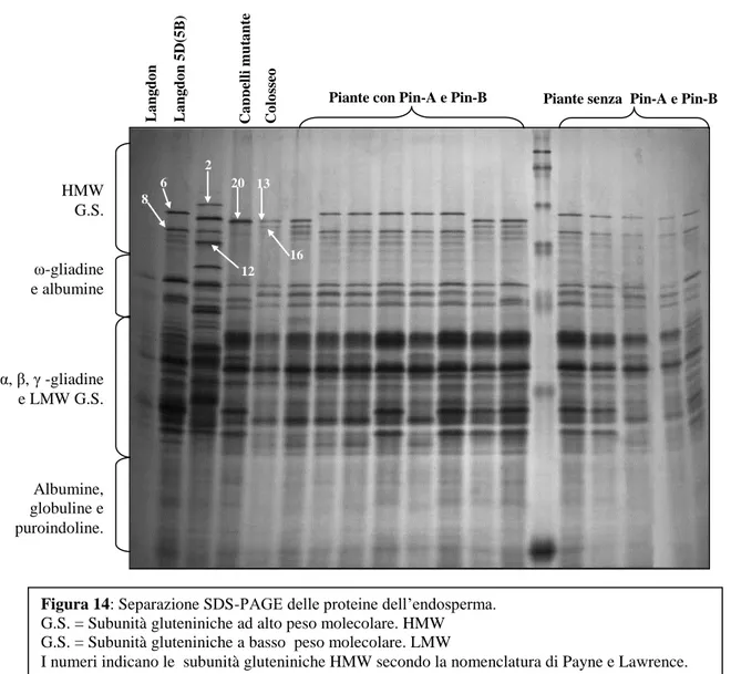 Figura 14: Separazione SDS-PAGE delle proteine dell’endosperma.   
