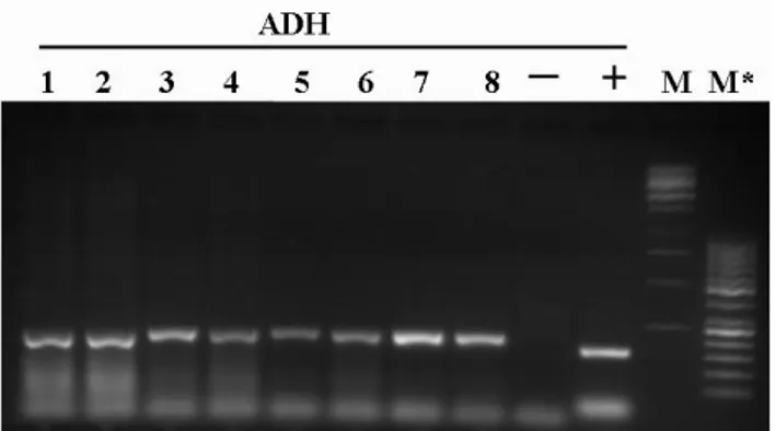 Fig. 1  Electrophoretic agarose gel (1,2%) of the PCR  products  obtained  with  ADH  primers  using  TGR1  (lanes  1,  3,  5, 7)  and TGR2  (lanes  2,  4,  6,  8)  DNAs  extracted  with  M-N  kit