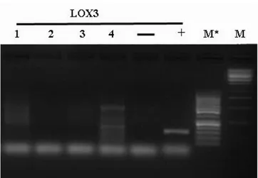 Fig.  3  Electrophoretic  agarose  gel  (1,2%)  of  the  PCR  products  obtained  with  LOX3