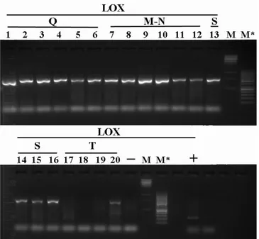 Fig. 6 Electrophoretic agarose gel (1,2%)  of the PCR  products obtained with LOX using DNAs: 7o, 8o, 9n,  10n, 11o, 12o (lanes 1-6 respectively), 1n, 1n, 2n, 2n,  5on,  6on  (lanes  7-12  respectively),  13n,  14n,  15o,  16o (lanes 13-16 respectively), 1
