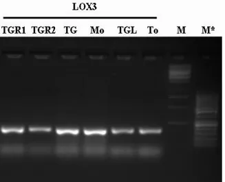 Fig.  7  Electrophoretic  agarose  gel  (1,2%)  of  the  PCR  products  obtained  with  LOX3  using  DNAs  extracted  with  M-N  kit  (samples  24n-29n,  Table  5)