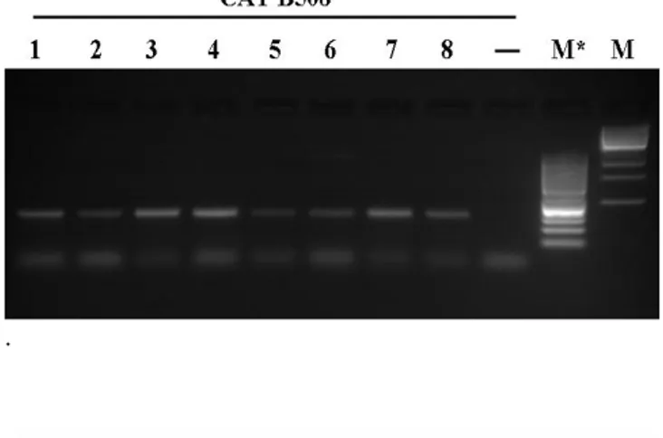 Fig. 9 Electrophoretic agarose gel (1,2%) of the PCR  products  obtained  with  CAT  B508  microsatellite  on  TGR1  DNA,  extracted  by  M-N  kit  (sample  27n)