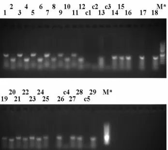 Fig. 11 Electrophoretic agarose gel (1,2%) of the PCR  products obtained  with CAC  B028 (lanes 1, 3, 5, 7, 9,  11),  CAT  B107  (lanes  2,  4,  6,  8,  10,  12),  CAT  B504  (13-18), CAT B507 (lanes 19, 21, 23, 25, 26, 27), CAT  B508  (lanes  20,  22,  24