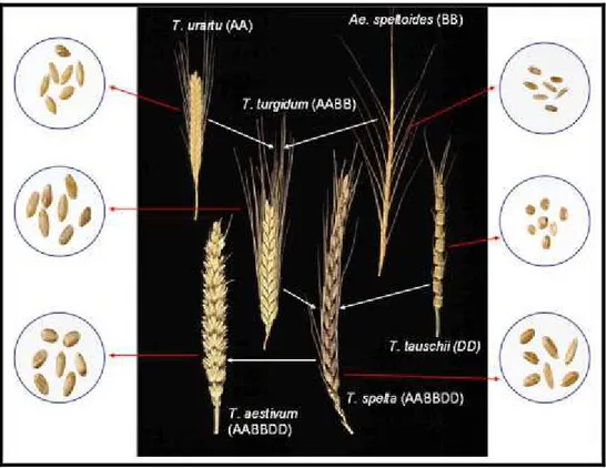 Fig. 1: The evolutionary and genome relationships between cultivated bread and durum wheats and 