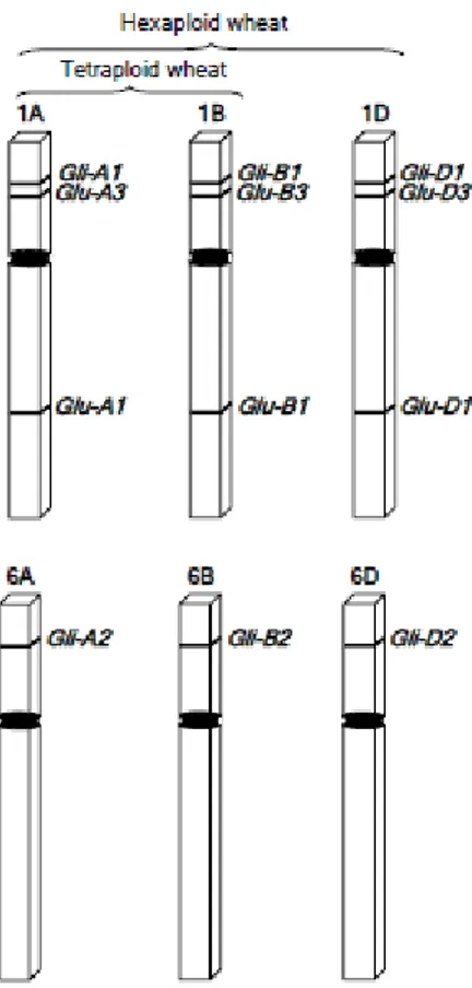 Fig. 13: Schematic representation of the chromosomal locations for the genes encoding the gluten 