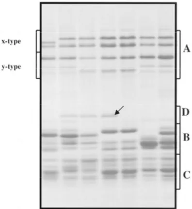 Fig. 15: SDS-PAGE of polymeric protein (after reduction to subunits), Group A: HMW glutenin subunits 