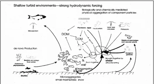 Fig. 1.1.1.2. Formazione e processi degli aggregati organici (macro- e microscopici) in ecosistemi con  bassa profondità e con forte idrodinamicità