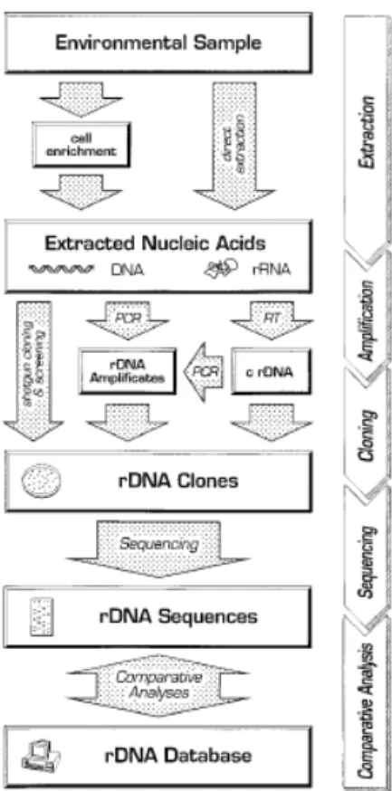 Fig. 1.3.1.2. Differenti possibilità di caratterizzare campioni ambientali mediante analisi comparative delle  sequenze di rDNA