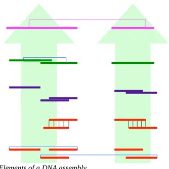 Figure 8: Elements of a DNA assembly