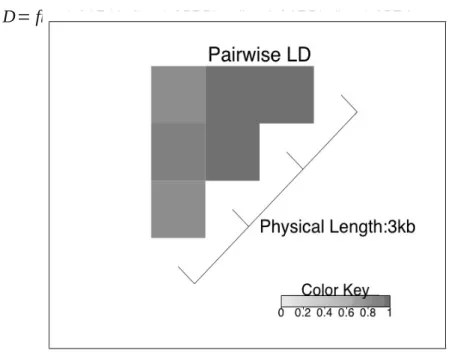 Figure 17: Pairwise Linkage Disequilibrium