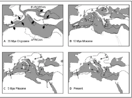Figura  1-1:  Evoluzione  geologica  delle  penisole  mediterranee.  P:  Pirenei;  A:  Alpi;  C:  Carpazi;  H:  monti  Ellenici; D: monti Dinarici