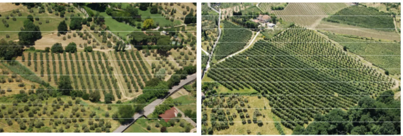 Fig.  3  –  Esempi  dell’impatto  visivo  generato  dalle  moderne  colture  di  olivo  con  sesti  d’impianto  molto  ravvicinato  (a  sinistra  un  oliveto  nei  pressi  di  Maiano,  a  destra  a  San  Martino alla Palma vicino Scandicci)