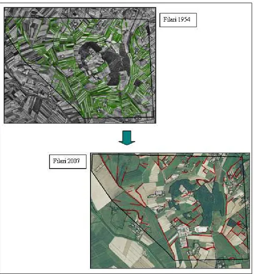 Fig. 5 - Evoluzione della diffusione dei filari tra il 1954 e il 2007 a Lucignano 