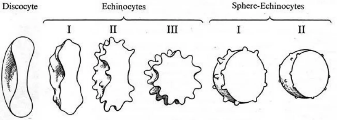 Figure 6. Evolution of a red blood cell during storage. 