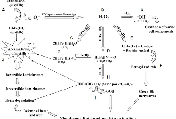 Figure 8. The major haemoglobin oxidative pathways and their link to membrane damage (from Kanias T