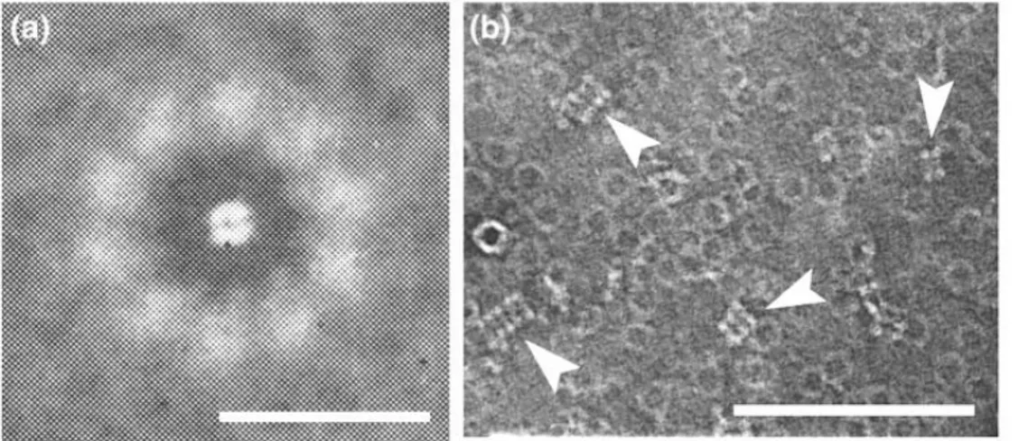 Figure 11. Transmission electron microscopy studies of Peroxiredoxin (Prx II). 