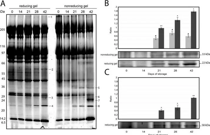 Fig. 13. Representative electrophoretic profile of membrane proteins from RBCs stored for 0, 14, 21, 28, and 42  days (A)