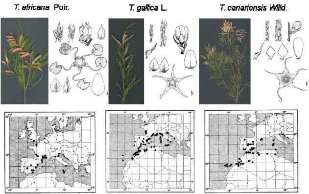 Figure 1.3: Flowering branch, floral features and native range distribution of  T. africana, T