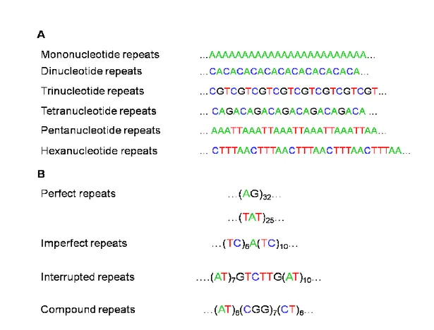 Figure  2.1:  A.  Examples  of  perfect  microsatellites  composed  by  mono-,  di-,  tri-,  tetra-,  Penta-,  and  Hexanucleotide  repeats,  respectively
