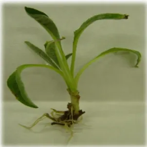 Figura 10 – Carciofaia impiantata con carducci (a sinistra) e con piante micropropagate (a destra) 