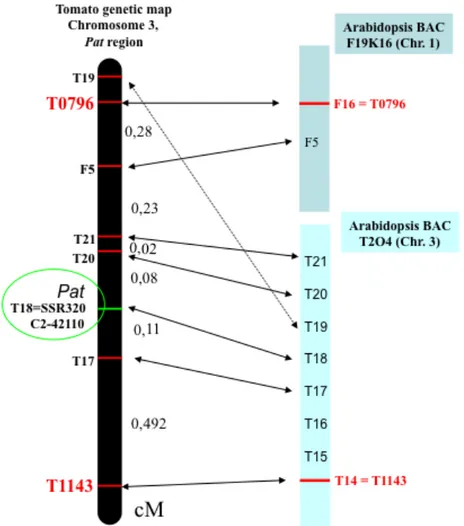 Fig. 2-4. Arabidopsis-tomato microsynteny in the Pat locus genomic region. Arabidopsis genes on T2O4 BAC clone show a strict order 