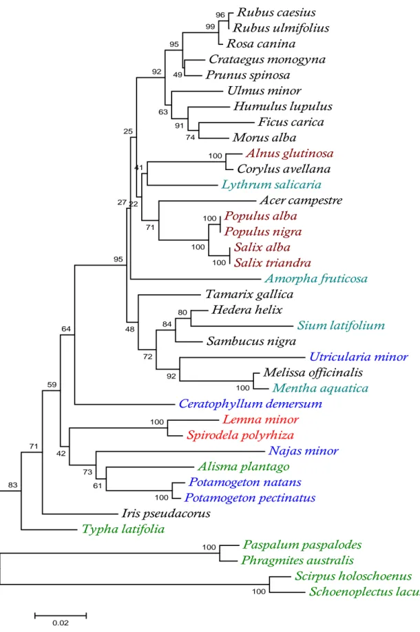 Fig. 8. NJ dendrogramma delle sequenze di rpoC1    Rubus caesius  Rubus ulmifolius Rosa canina Crataegus monogyna Prunus spinosa Ulmus minor  Humulus lupulus Ficus carica Morus alba  Alnus glutinosa Corylus avellana Lythrum salicaria  Acer campestre Populu