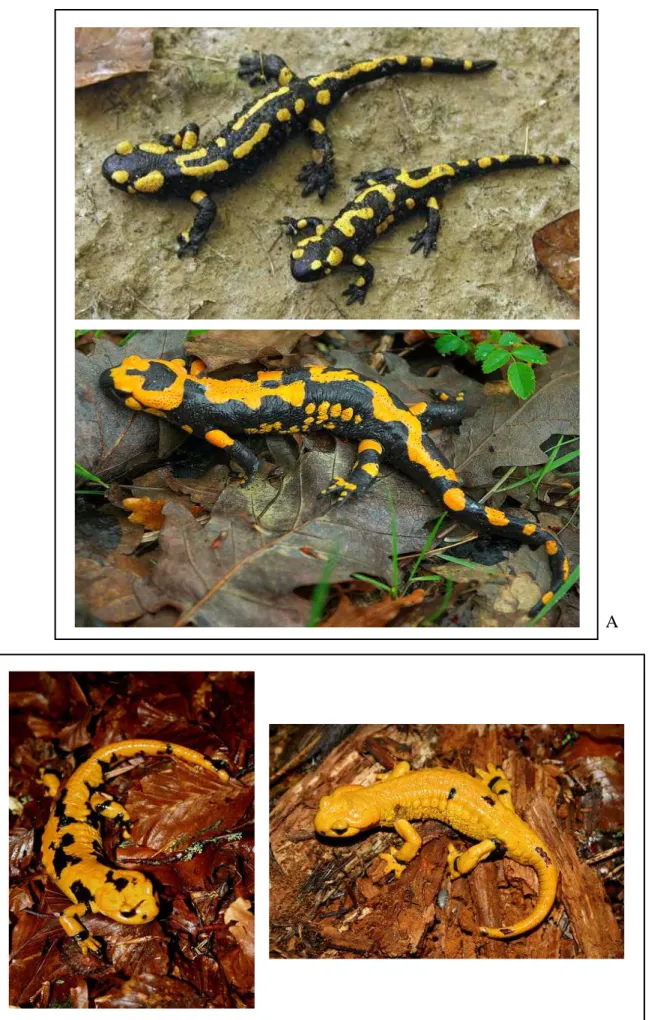 Figura 5. A. Salamandra salamandra salamandra. B S. s. giglioli 