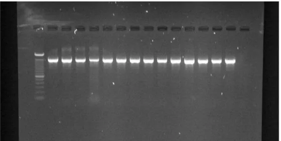 Figure 3: Amplification of 16S fragment. In the left column the 100 bp 