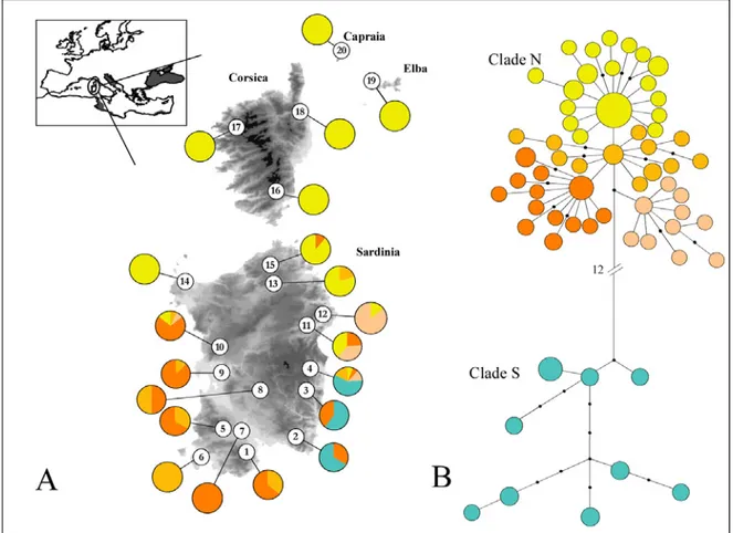 Figure 1 A) Geographic distribution of the 20 sampled populations of Hyla sarda. Pie  diagrams show the frequency distribution of the main haplotype groups among the  populations