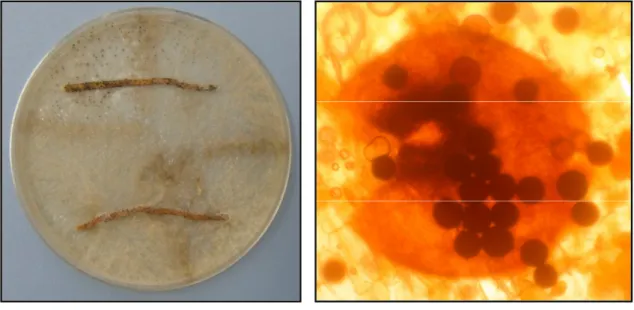 Fig. 1.3 M. cannonballus: myceliar growth and  perithecia  formed  in  host  root  tissue  in  vitro  on artificial growth media