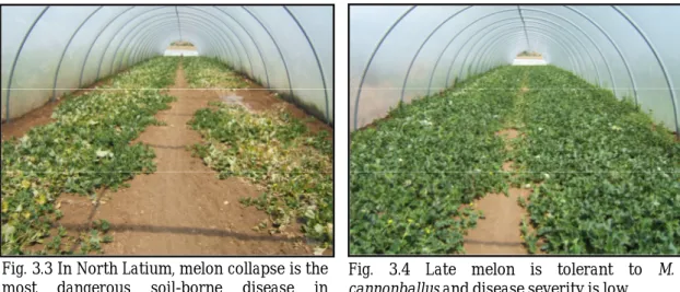 Fig. 3.3 In North Latium, melon collapse is the  most  dangerous  soil-borne  disease  in  greenhouse grown