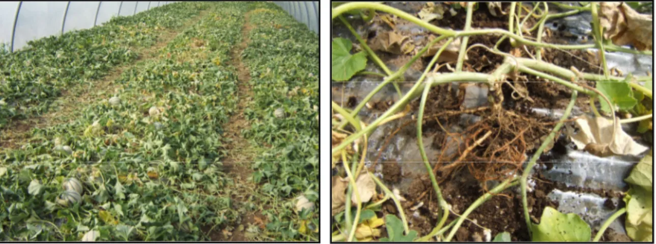 Fig. 1.1 Collapse of melon in greenhouse grown.  Fig. 1.2 Typical symptoms of root rot lesion