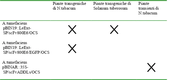 Figura 19: Schema riassuntivo delle trasformazioni effettuate  Piante transgeniche  di N.tabacum  Piante transgeniche di Solanum tuberosum  Piante  transienti di  N.tabacum  A.tumefaciens   pBIN19::LeExt-SP/scFv800E6/OCS  A.tumefaciens   pBIN19::LeExt-SP/s