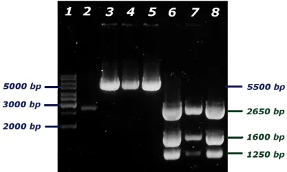 Figura 13 - Digestione di verifica del pUC19::LeExt1.1-SP/PHY/OCS.  Lane 1: Marker 1 Kb (Fermentas)