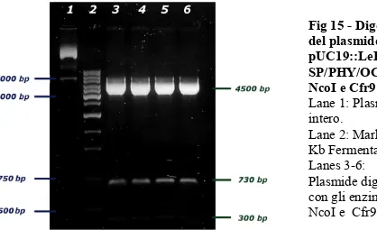 Fig 15 - Digestione  del plasmide   pUC19::LeExt1.1-SP/PHY/OCS con  NcoI e Cfr91.  Lane 1: Plasmide  intero