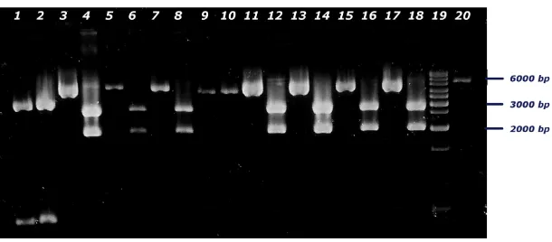Figura 16 - Digestione del DNA plasmidico dei cloni trasformati con le ligazioni in  differenti schemi di lettura