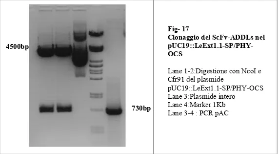 Fig- 18: PCR di controllo con i primer ADDLs-FOR e ADDLs-REV   Lane 1-6:PCR di controllo colonie 1-6 