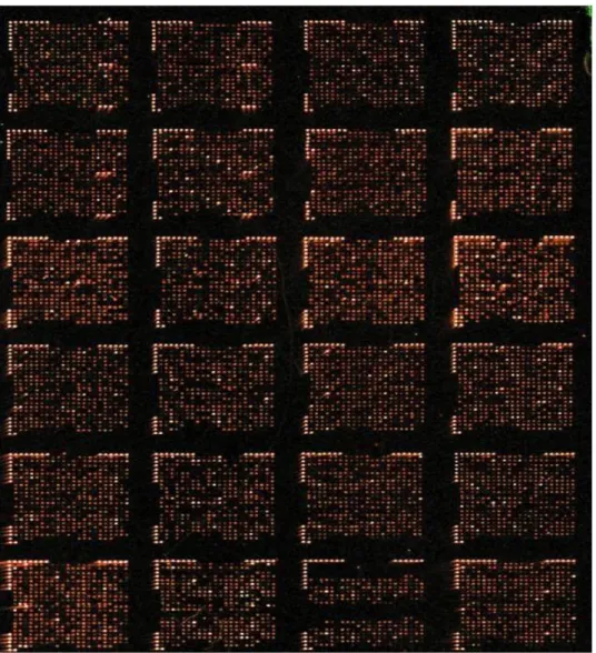 Figura 29 Particolare (metà alta, 24 blocchi) del vetrino di Sus Scrofa utilizzato per  l'analisi, si notino le particolari cornici con cui è evidenziato ogni blocco