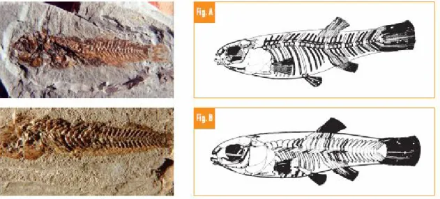 Fig. 3.6.  I due fenotipi di Aphanius crassicaudus: a) scheletro normale; b) scheletro ipertrofico 