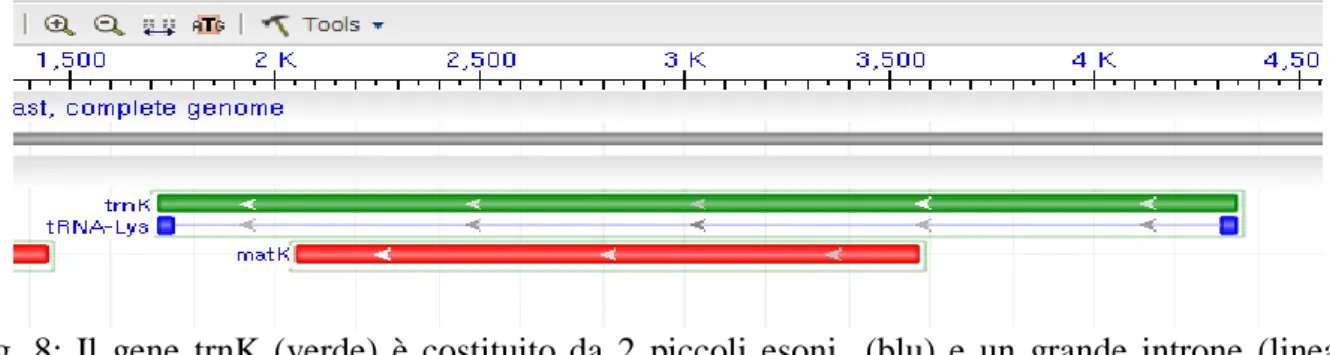 Fig.  8:  Il  gene  trnK  (verde)  è  costituito  da  2  piccoli  esoni    (blu)  e  un  grande  introne  (linea  sottile grigia) al suo interno, ma non in tutta la sua lunghezza, c‟e  matK ORF indicato in rosso 