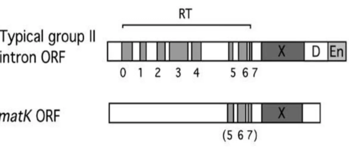 Figura 10:     Esone unico del gene rbcL 