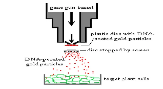 Figura 1.4 Trasferimento genico utilizzando il metodo biolistico “particle bombardment” 