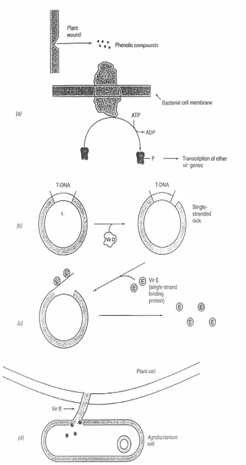 Figura 1.5 Meccanismo di trasferimento del T-DNA da Agrobacterium tumefaciens alla cellula 