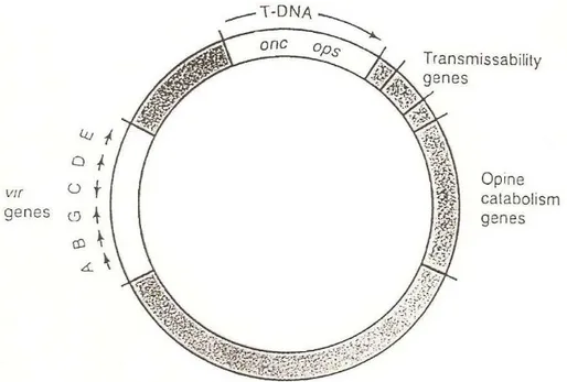 Figura 1.6 Struttura del plasmide Ti di Agrobacterium tumefaciens. La regione che viene trasferita 