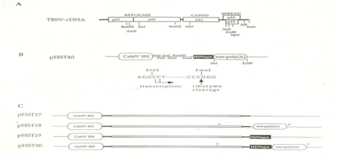 Figura 1.7 Plasmidi e sequenze di regolazione. [Scholthof, 1999] 