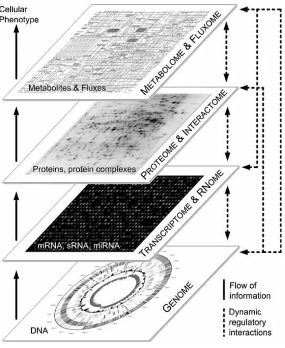 Figura 2.1   Flusso delle informazioni biologiche [Kohlstedt, et al. 2010] 